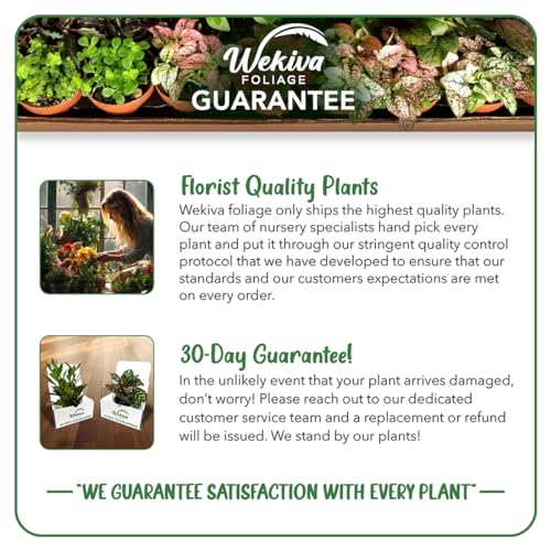 4 Live Starter Pineapple Plants Q491537