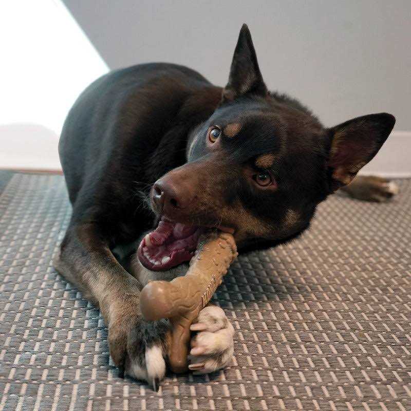 Dog Toy Q91551
