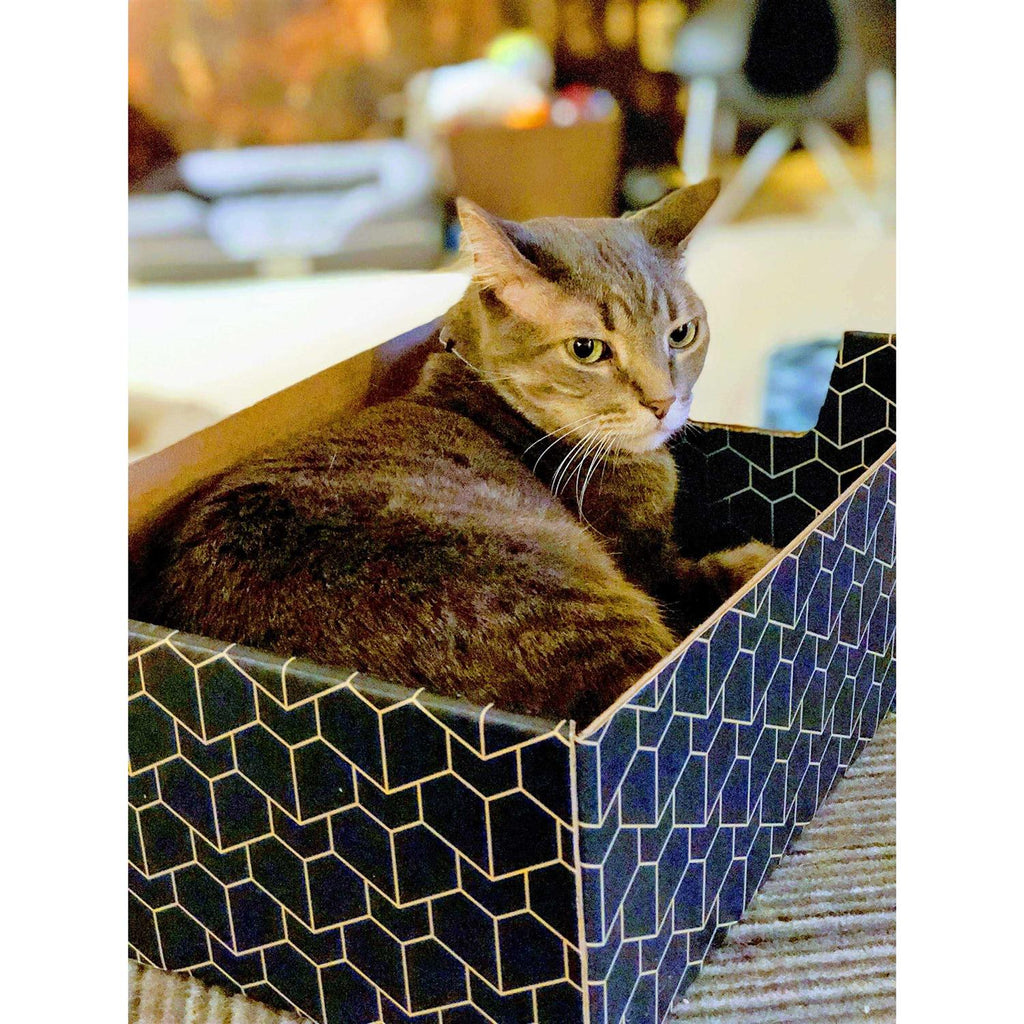 Blue Cat Box N46380