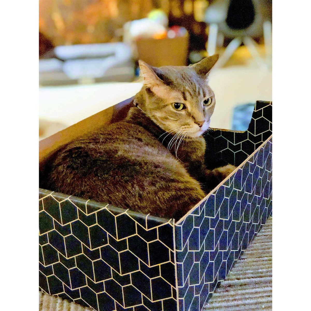Blue Cat Box N46380