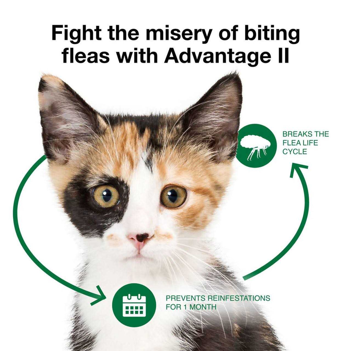 Flea Treatment Cats T73120