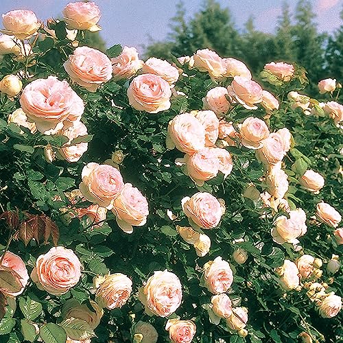 1.5 Gal Potted Pink Climbing Rose W471