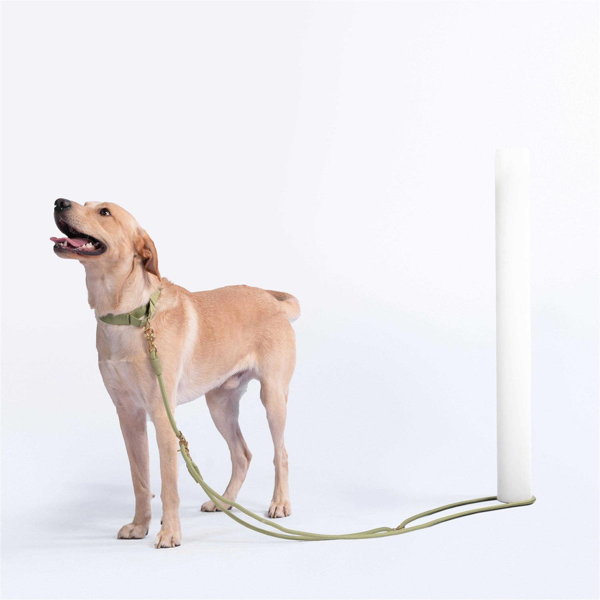 Leash F3065