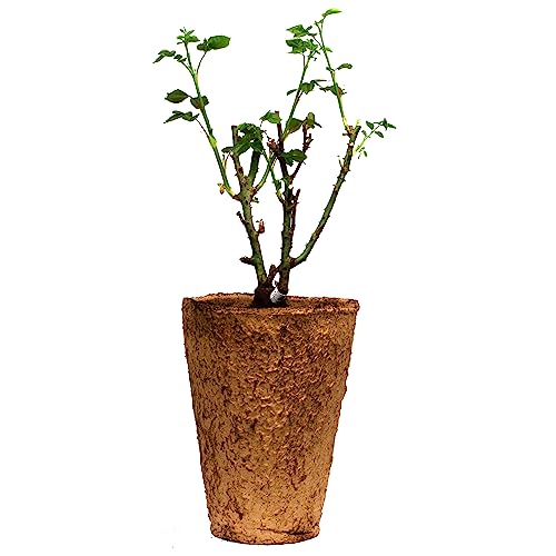 1.5 Gal Potted Pink Climbing Rose W471