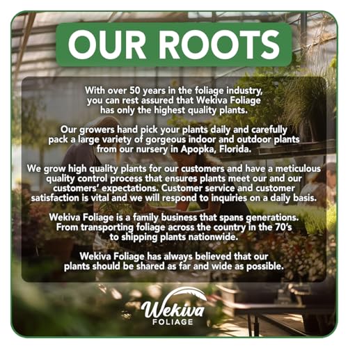 4 Live Starter Pineapple Plants Q491537