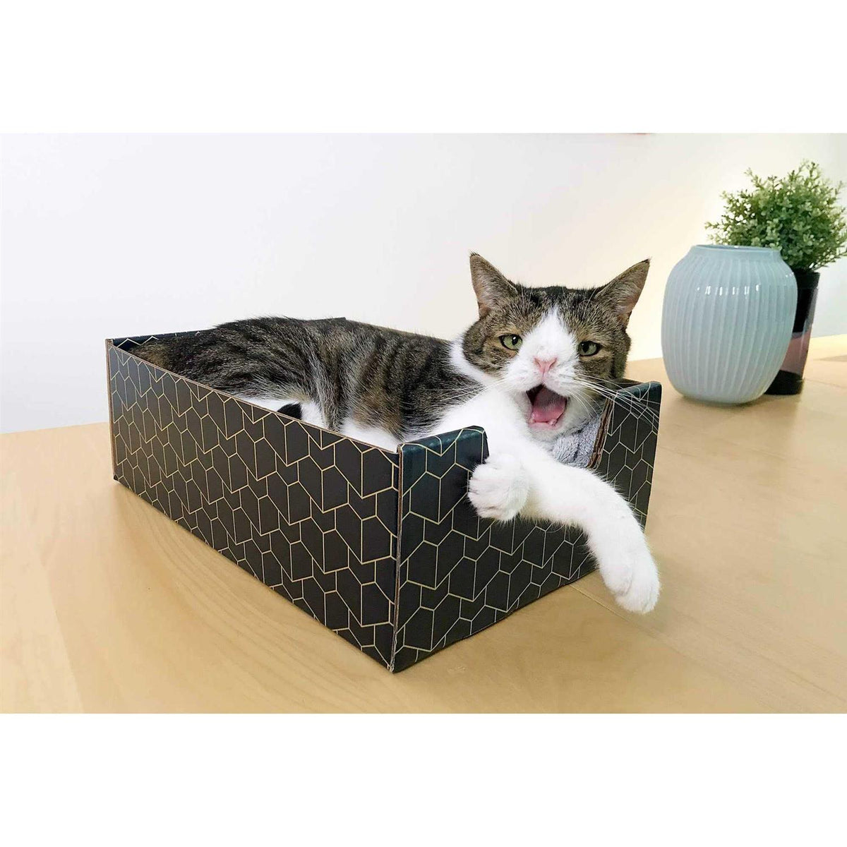 Blue Cat Box N46380