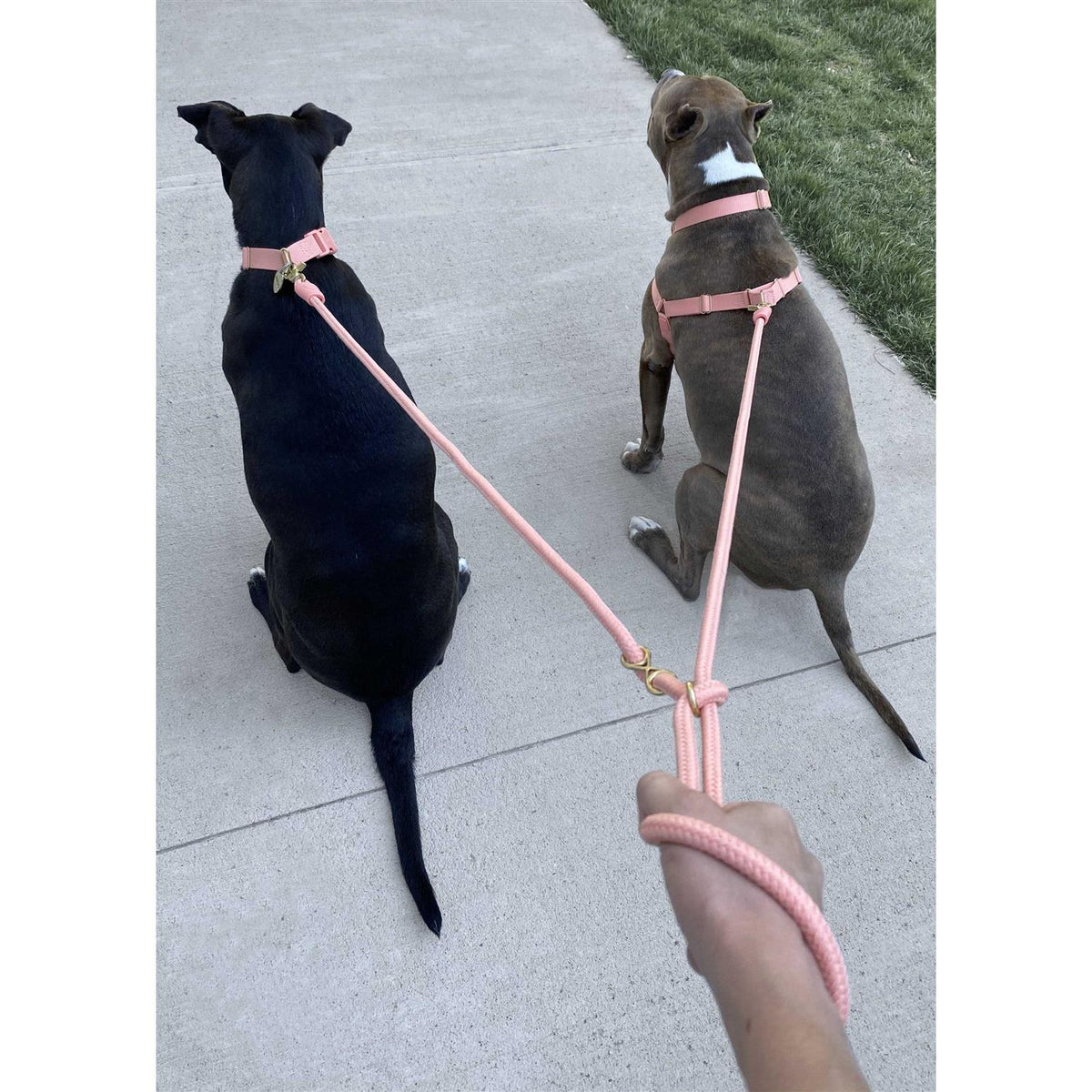 Leash F3065