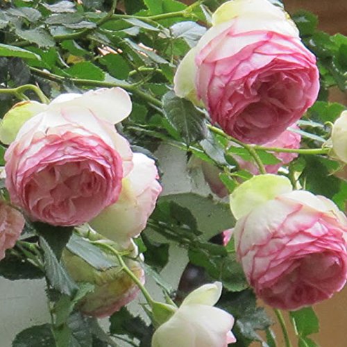 1.5 Gal Potted Pink Climbing Rose W471