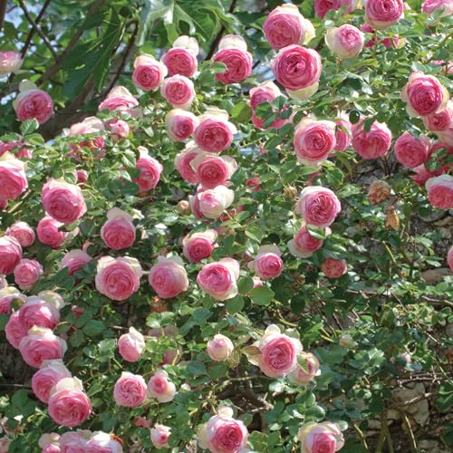 1.5 Gal Potted Pink Climbing Rose W471