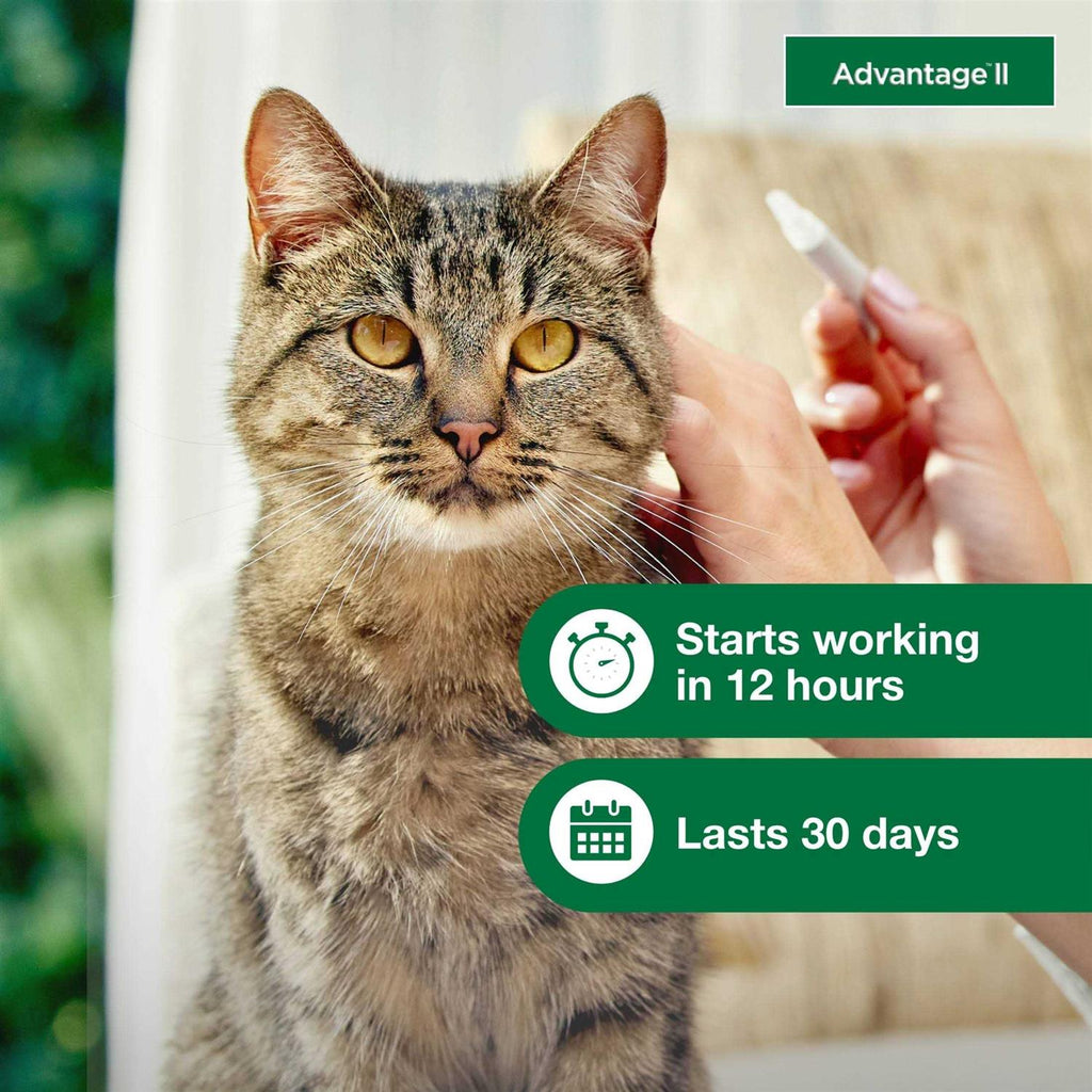 Flea Treatment Cats T73120