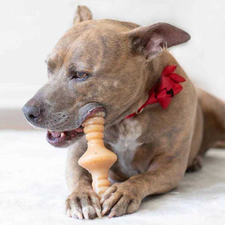 Chicken Dog Chew Toy A874506