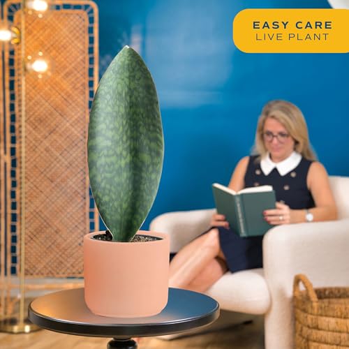 Live Indoor and Outdoor Plants K57513
