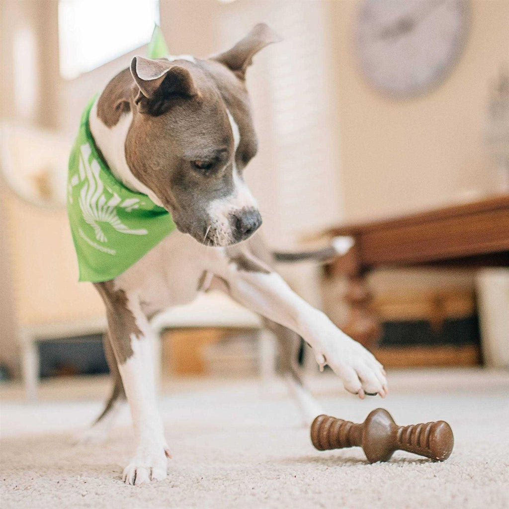 Chicken Dog Chew Toy A874506