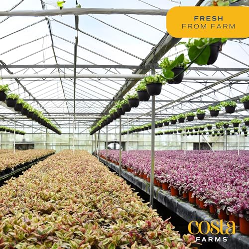 Live Indoor and Outdoor Plants K57513