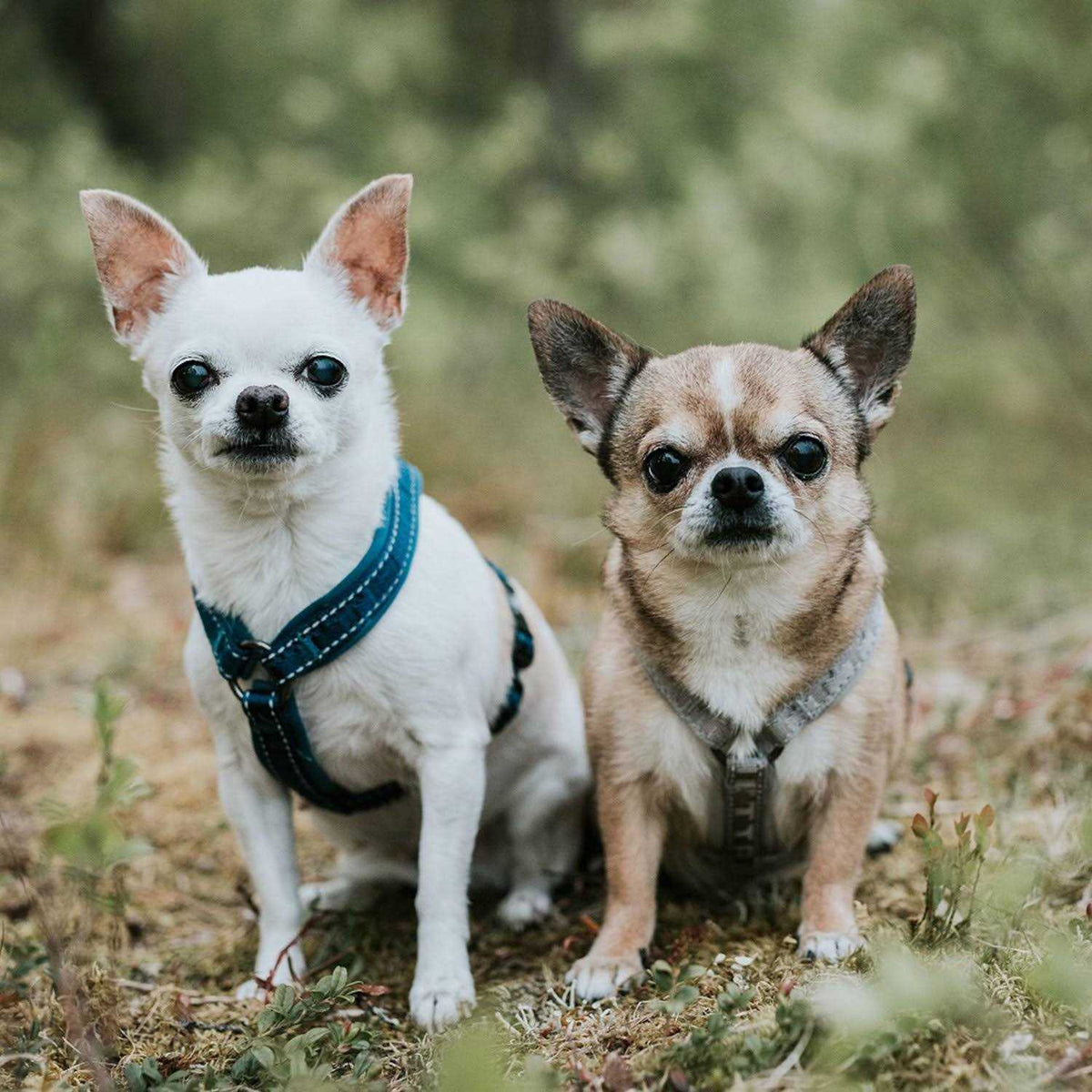Padded Dog Y Harness N1480