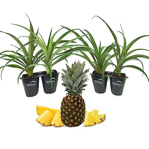 4 Live Starter Pineapple Plants Q491537