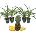 4 Live Starter Pineapple Plants Q491537