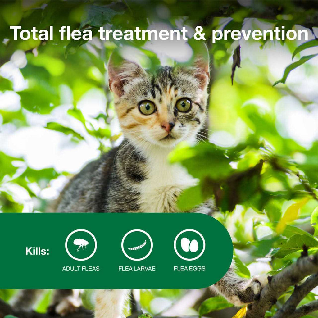 Flea Treatment Cats T73120