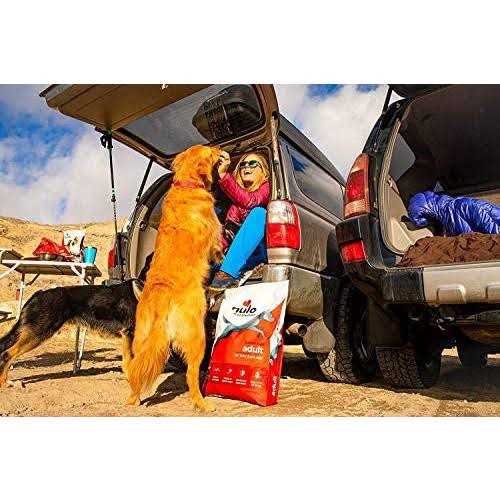Turkey Dry Dog Food Y37080