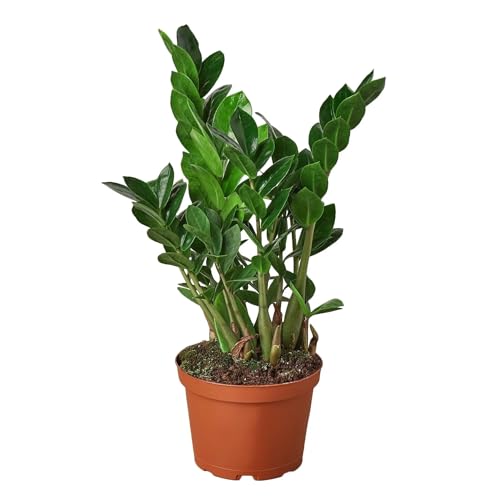 ZZ Plant Indoor Houseplant with Glossy Foliage M1701