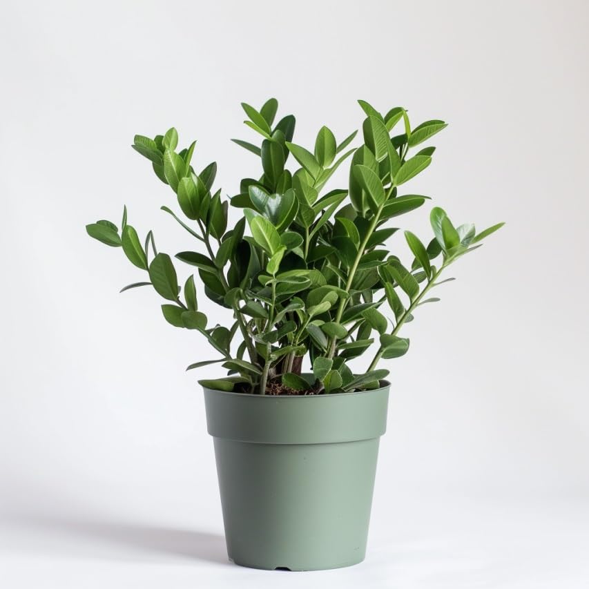 ZZ Plant Indoor Houseplant with Glossy Foliage M1701