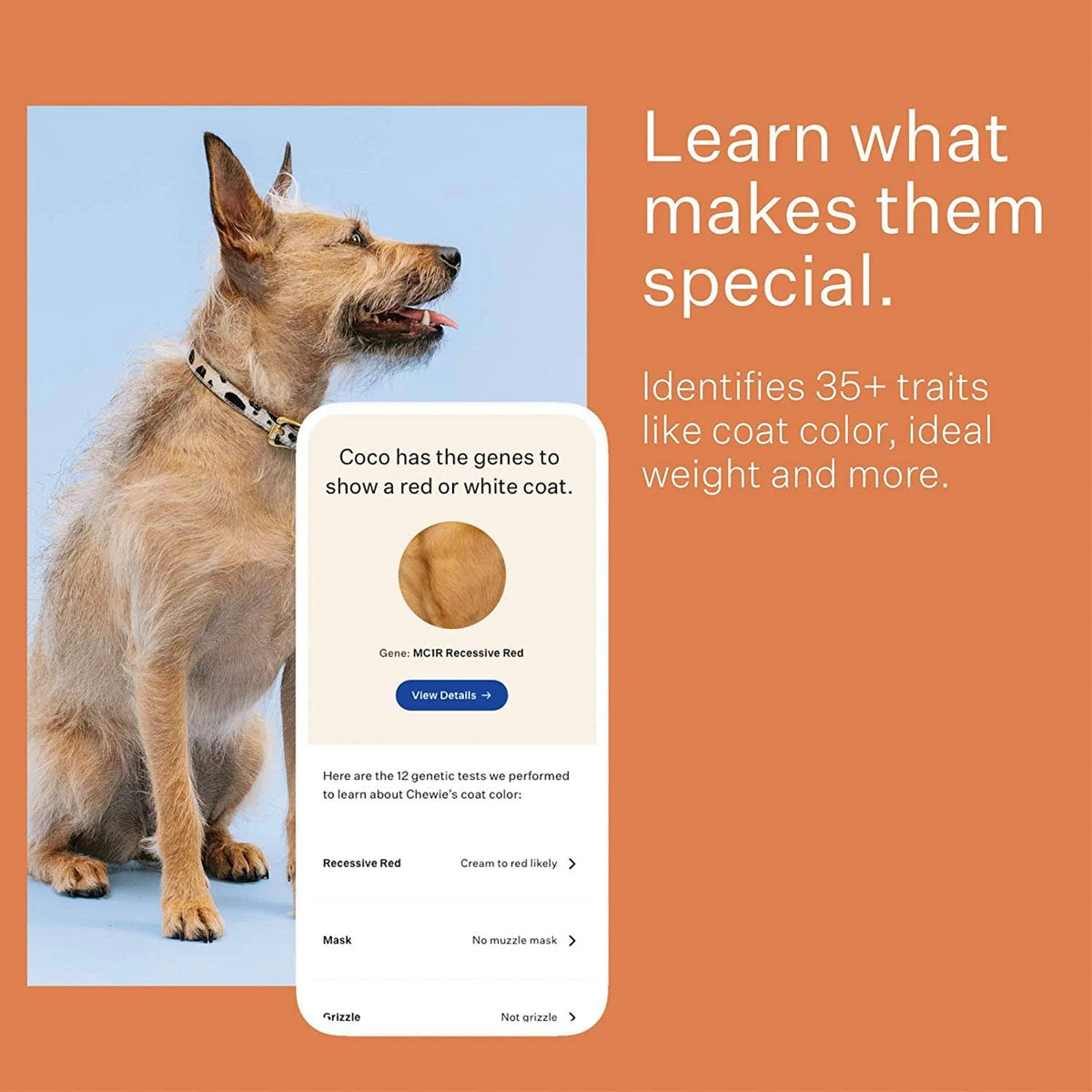 Dog Breed Identification DNA Test Kit A6818