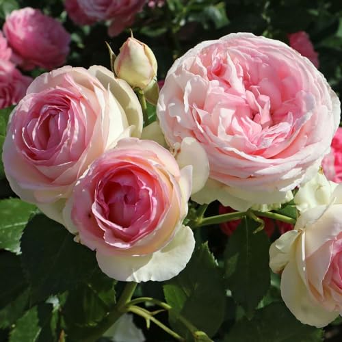 1.5 Gal Potted Pink Climbing Rose W471