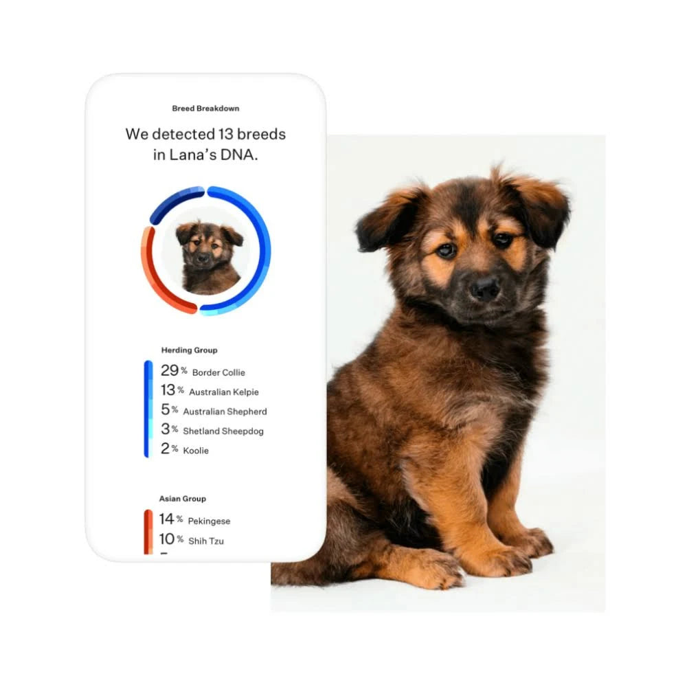 Dog Breed Identification DNA Test Kit A6818