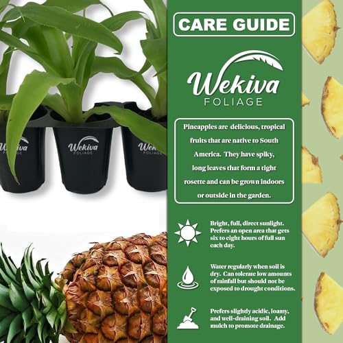 4 Live Starter Pineapple Plants Q491537