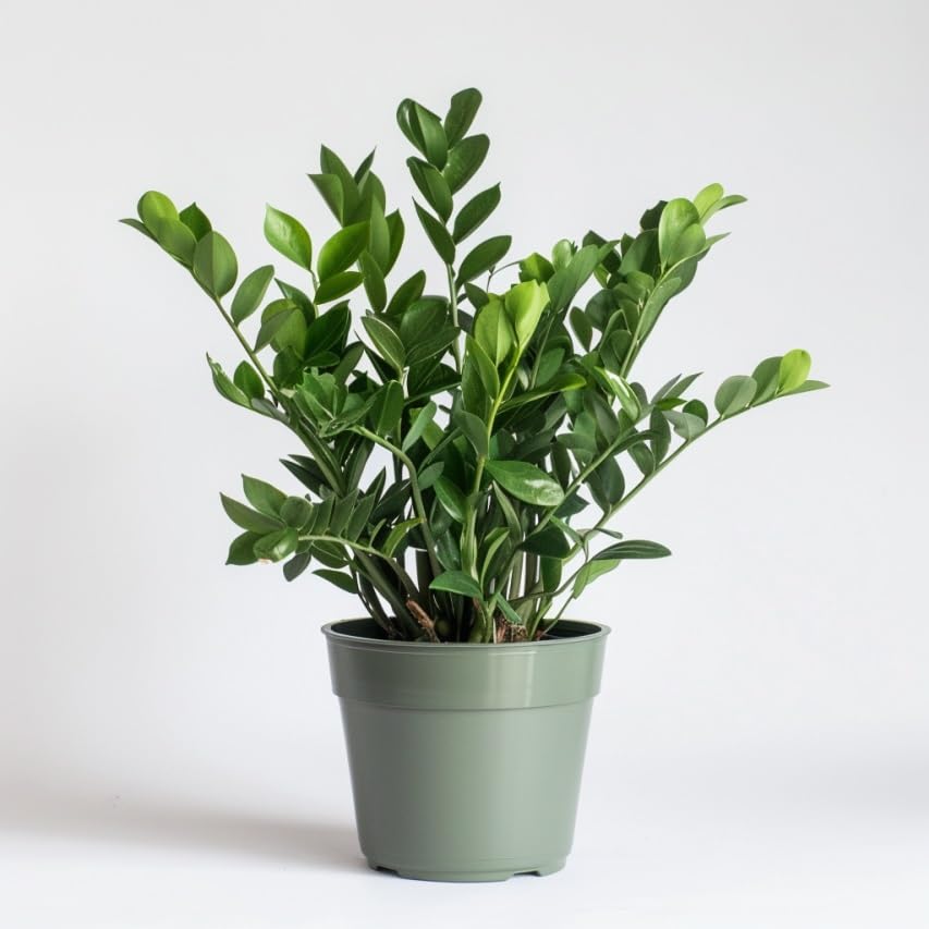 ZZ Plant Indoor Houseplant with Glossy Foliage M1701