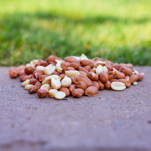 Shelled Peanuts Wild Bird Food 10 Pounds S844
