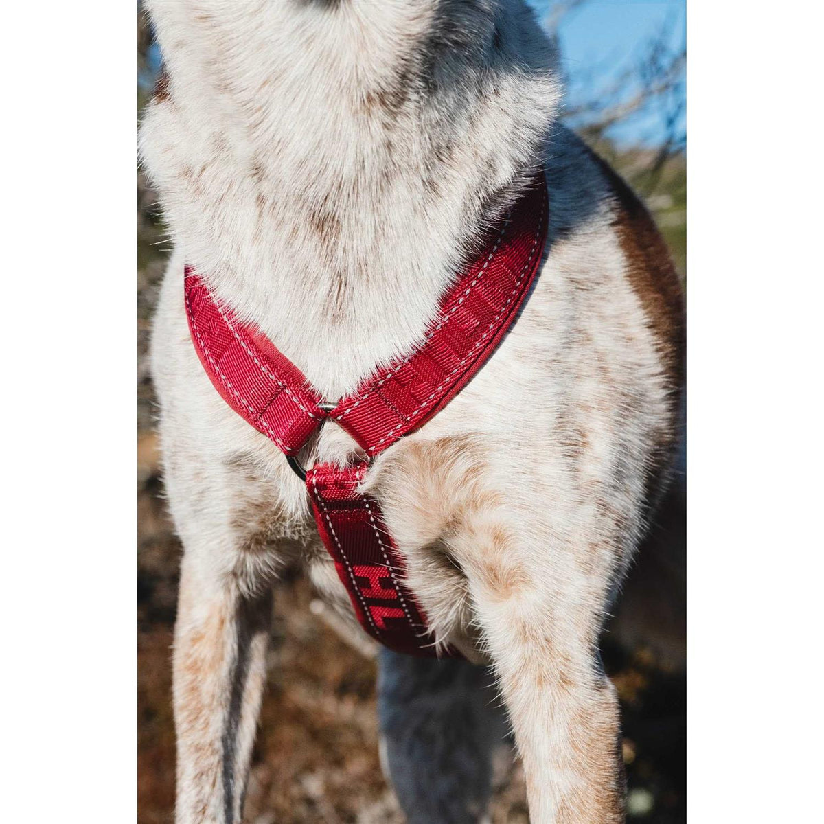 Padded Dog Y Harness N1480