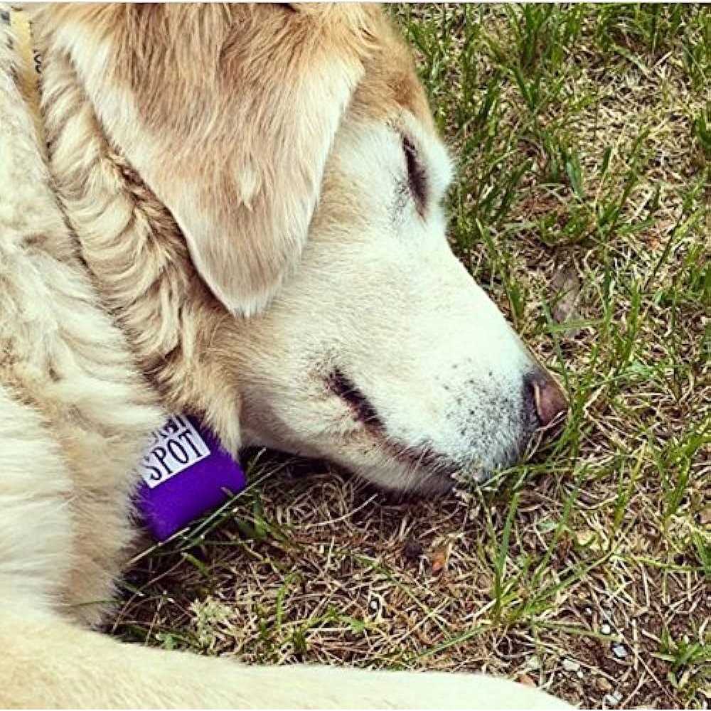 Pet Tag Silencer V23673