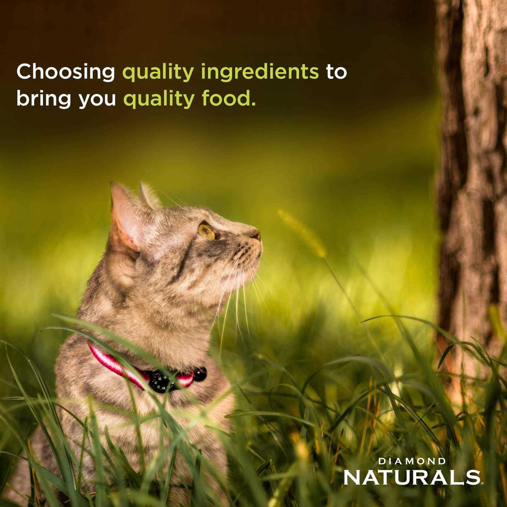 Indoor Dry Cat Food M9366