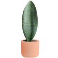 Live Indoor and Outdoor Plants K57513