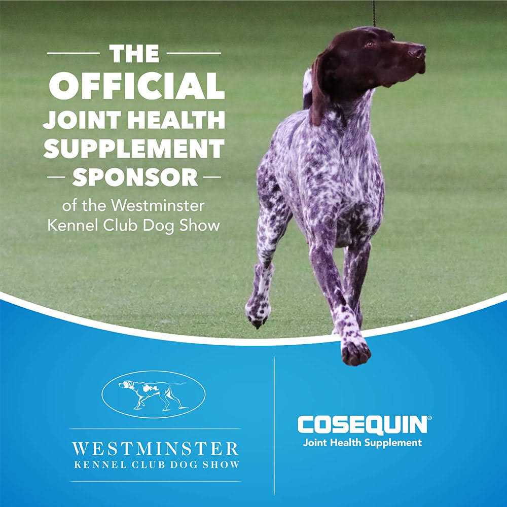 Joint Health Supplement for Senior Dogs W57199
