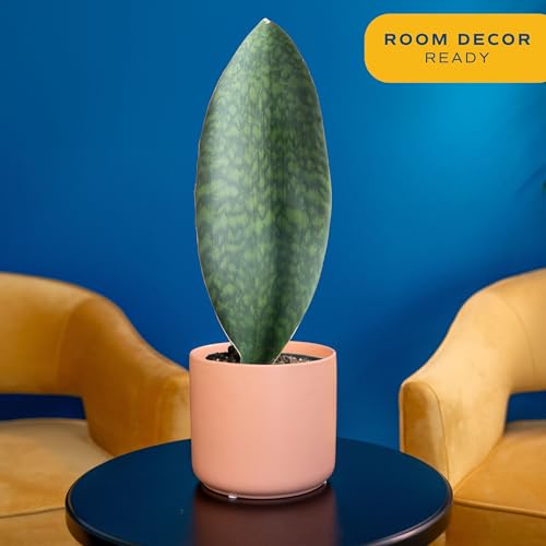 Live Indoor and Outdoor Plants K57513
